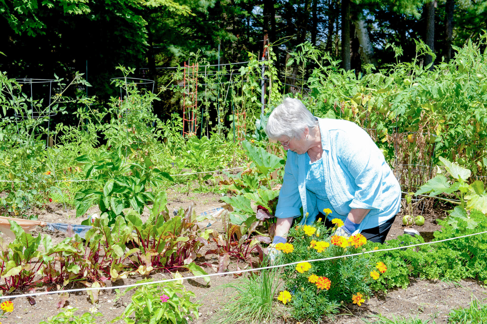 Marcia Bradley Gardening