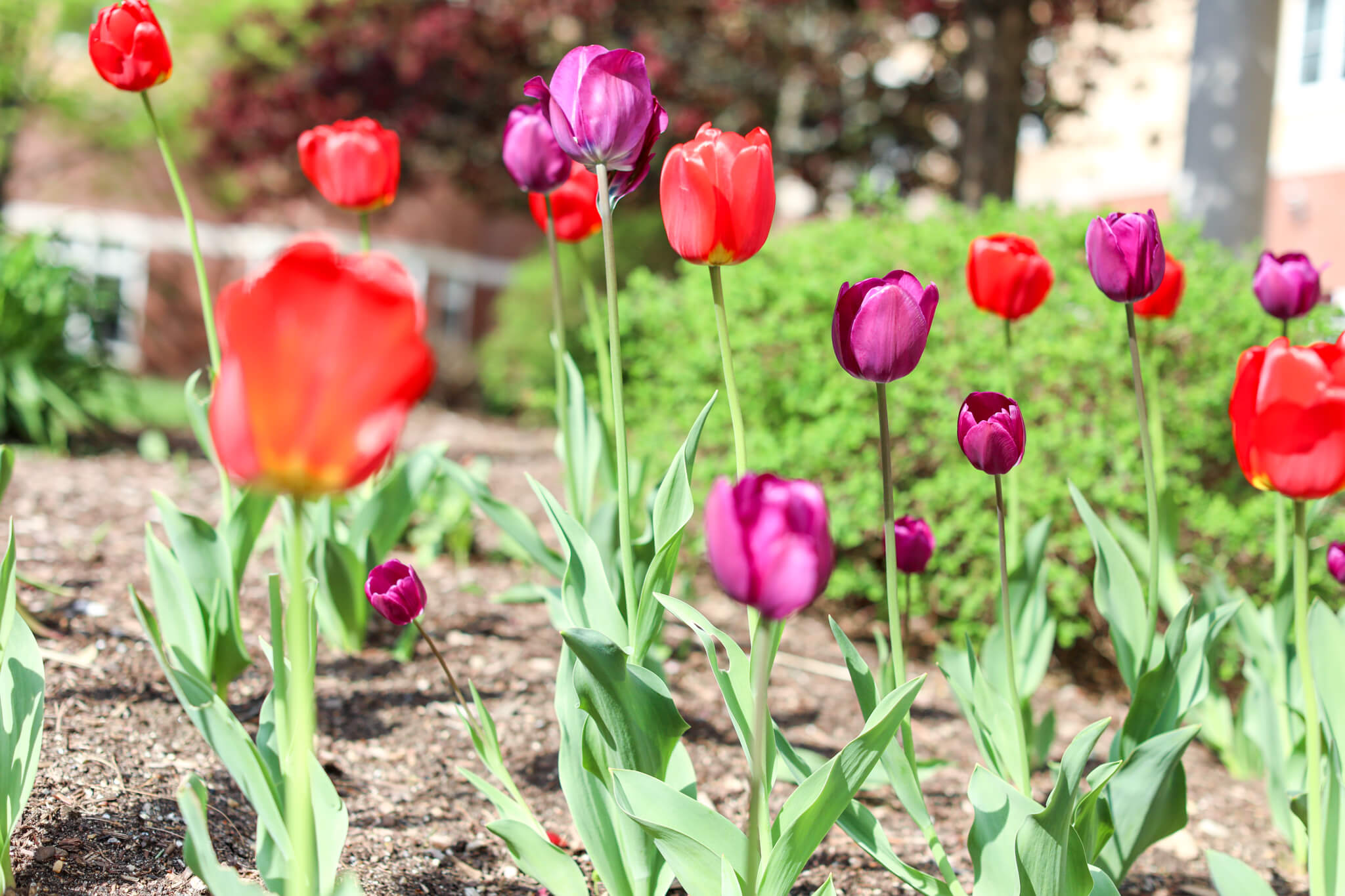 Red and Purple Tulips